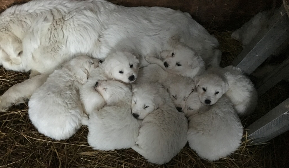Polish Tatra Sheepdog puppys and mother
