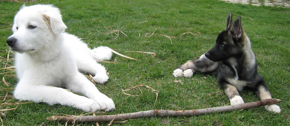 Polish Tatra Sheepdog puppy 14 weeks
